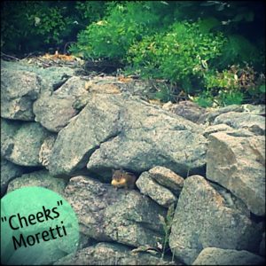 Chipmunk with peanut in his mouth standing in a gap between rocks.