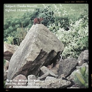 chipmunk standing at the peak of a rock pile