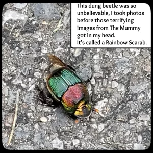 rainbow scarab on pavement