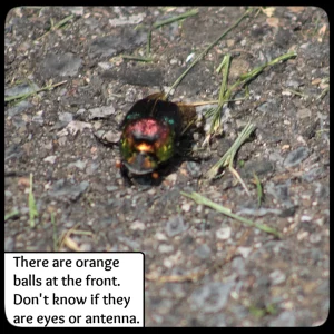 rainbow scarab on pavement