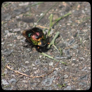 rainbow scarab on pavement