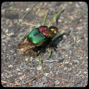 rainbow scarab on pavement