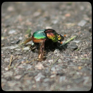 rainbow scarab on pavement