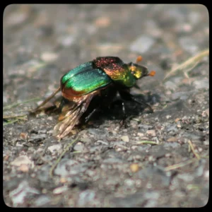 rainbow scarab on pavement