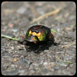 rainbow scarab on pavement