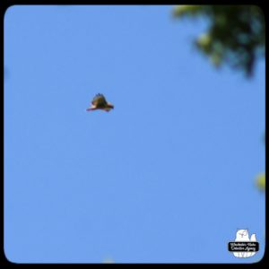 redtailed hawk in flight looking down