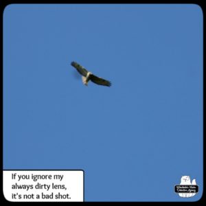 redtailed hawk in flight looking down