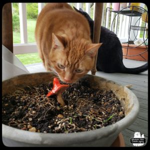 orange and white cat Oliver smelling a ceramic mushroom in dirt