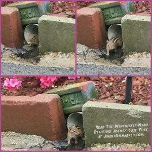 collage of chipmunk in a drainage pipe by bricks