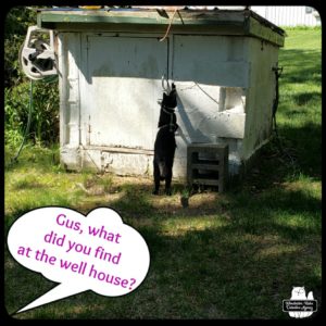 black cat Gus at the well house standing up to reach a paw at the hole next to the door handle.