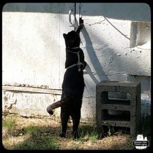 black cat Gus at the well house standing up to reach a paw at the hole next to the door handle.