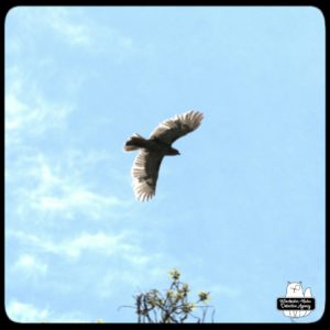 redtailed hawk in flight