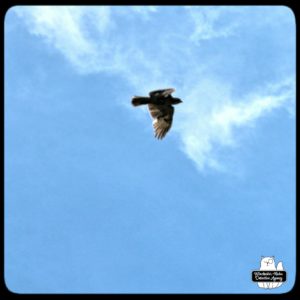 redtailed hawk in flight