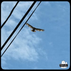 redtailed hawk in flight