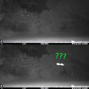 Possible Mothman Baby? collage of 2 trailcam photos showing nothing in the top one except for the grass and trees; bottom shows something flying