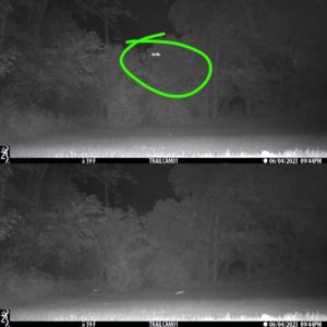 collage of 2 trailcam images in black and white at night