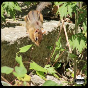 chipmunk looking over the edge of a rock