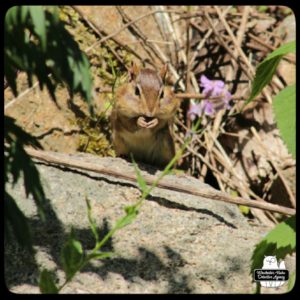 chipmunk standing up and eating with already full cheeks