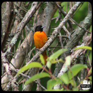 Baltimore oriole in a tree