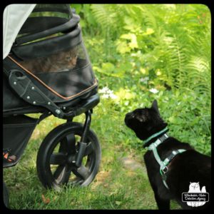 Ollie in his buggy looking at Gus who is wearing his leash in the grass next to ferns