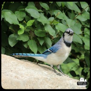 blue jay on a rock in front of green bushes