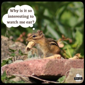 chipmunk with peanut in his mouth