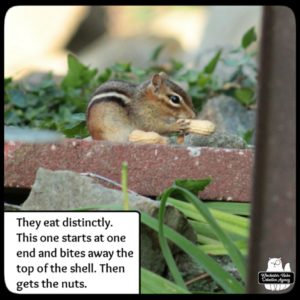 chipmunk eating a peanut on red brick