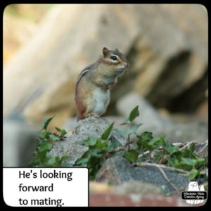 chipmunk standing up on a rock surrounded by ivy