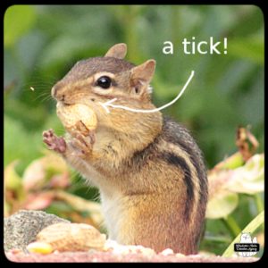 chipmunk close up with an arrow pointing to a spot on its face - a tick!