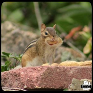 chipmunk looking silly with a peanut showing in his mouth like a huge smile