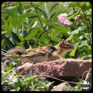 sparrow and chipmunk meeting