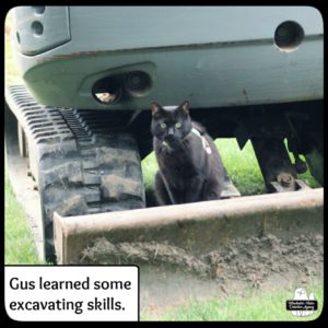 black cat Gus sitting on the plow end of the excavator next to the "caterpillar track" on one side.