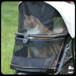 orange and white cat Oliver sitting up in his buggy