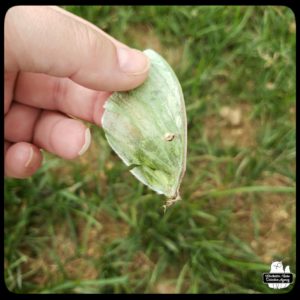 luna moth wing held by Amber