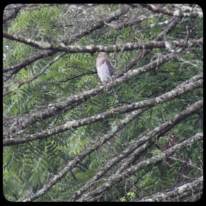 Cooper's Hawk on a dead tree branch