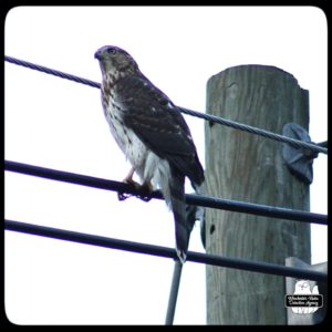 Cooper's Hawk on utility wire