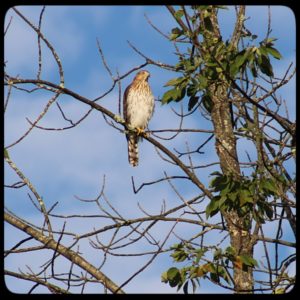 Cooper's Hawk in tree