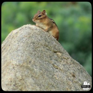 chipmunk on rock wall on top of peaked rock