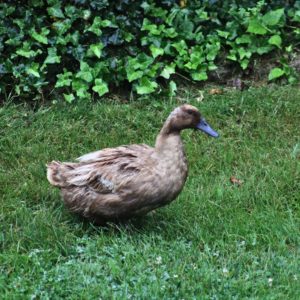 female mallard duck in grass