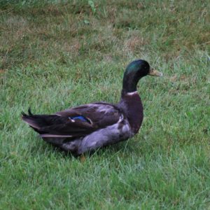 male mallard duck in grass