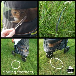 Ollie in his buggy finding feathers