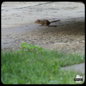 chipmunk on cement