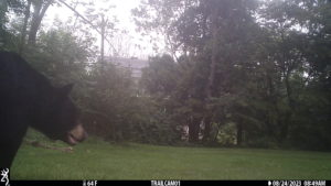 juvenile black bear entering the frame of the trailcam 2023-08-24