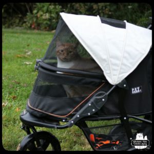 orange tabby Oliver in his stroller