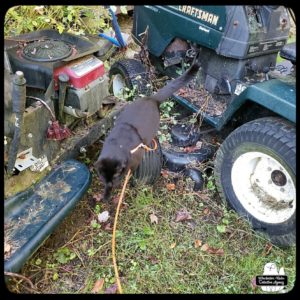 Gus looking for clues around the broken lawn tractors.