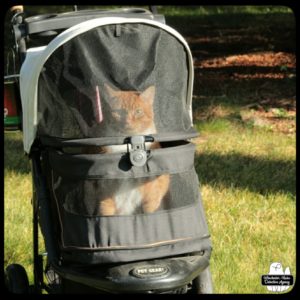 Oliver in his buggy outside in the bright sunshine.