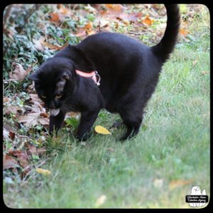 black cat Gus victorious in his hunt with the tiny northern short-tail shrew in his mouth