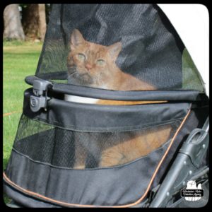 Oliver in his buggy outside on a sunny day.