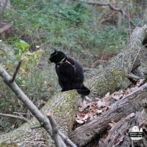 Gus sitting on a fallen tree in the woods.