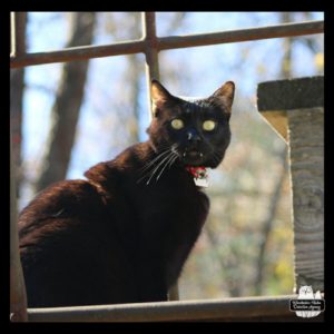 wide-eyed Gus with his fangs showing at the top of the "Dove's nest" stairs and observation platform.